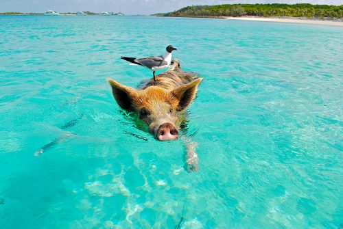 Pig,Swimming,In,The,Ocean,In,The,Bahamas,With,Seagull