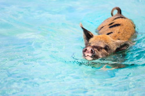 Pig,Swimming,In,A,Water,Near,Island,Of,Exuma,Bahamas