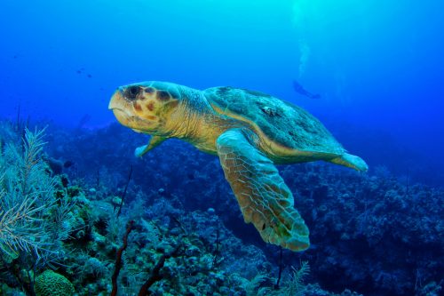 Loggerhead,Turtle.