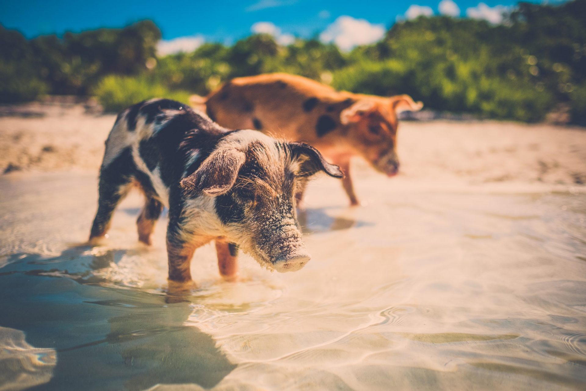 Wild,,Swimming,Piglets,On,Big,Majors,Cay,In,The,Bahamas